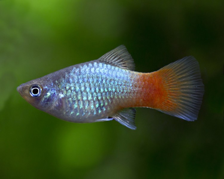Blue Coral Platy ~ 2.5cm - 3cm